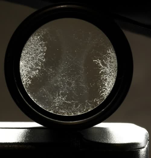 Lens_Fungus